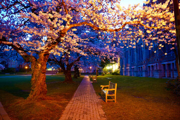 Cherry Blossoms at Sunrise
