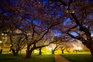 Cherry Blossoms at Sunrise