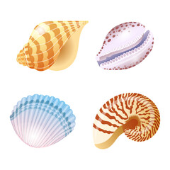 Set of vector illustrations of seashells of different shapes and kinds in cartoon style