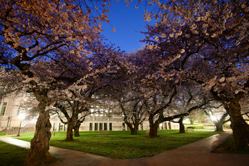 Cherry Blossoms at Sunrise