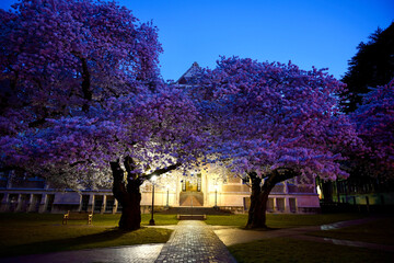 Cherry Blossoms at Sunrise