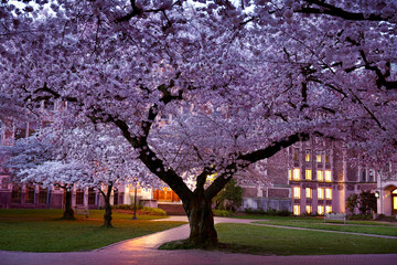 Cherry Blossoms at Sunrise