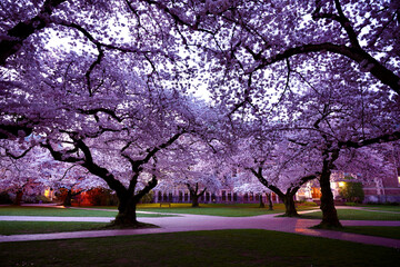 Cherry Blossoms at Sunrise