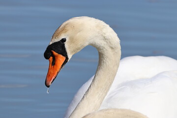 Obraz premium mute swan cygnus olor up close and personal