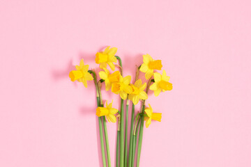 Flowers composition.Yellow daffodil isolated on pastel pink background. Spring flowers daffodils, easter flowers. Flat lay, top view, copy space