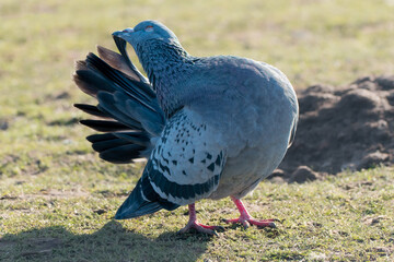 Fototapeta premium Domestic pigeon stretching and preening wing feathers on grass