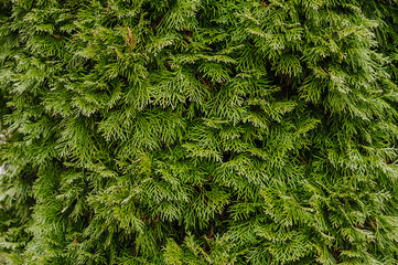Background, texture of evergreen coniferous tree, cypress bush, thuja. Close-up photography, nature.
