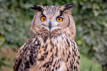 Close up of Turkmenian Eagle Owl, subspecies of European / Eurasian Eagle Owl with bright orange eyes and large ear tufts