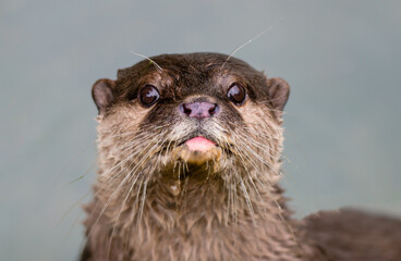 Portrait of otter looking at camera