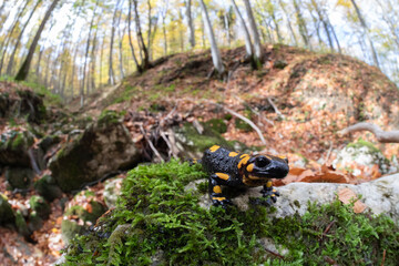 The fire salamander (Salamandra salamandra gigliolii ). A subspecies of salamadra that lives along the Italian Apennines.