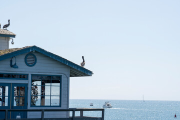 The pelicans resting on the pier