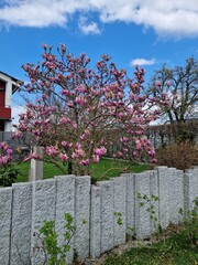 rosa blühender Kirschbaum hinter grauer Steinmauer