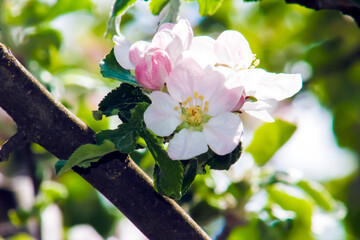 Lovely, Delicate Pink & White Apple Blossom - Border, Background, Backdrop or Wallpaper, Invitation, Flier, Garden Party, Apple Harvest Party, Poster, Banner Ad, Ad