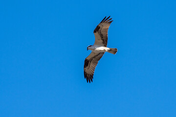 Osprey flying in flight