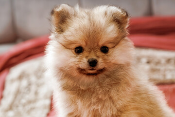 dog puppy pomeranian pomeranian sitting on a blanket