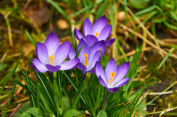 Purple crocus flowers in the garden. Early spring.