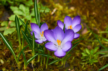 Purple crocus flowers in the garden. Early spring.