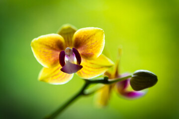 Exotic Miniature Orchid Flower