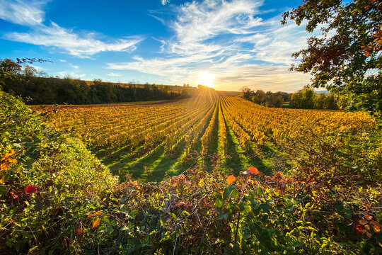 Scenic view of autumn colored vineyards near Flonheim, Rhine Hesse, Germany