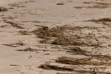 This cute little Piping Plover was seen here on the beach when I took this picture. This shorebird is so tiny and searches the beach for food washed up by the surf. I love the ring around his neck.