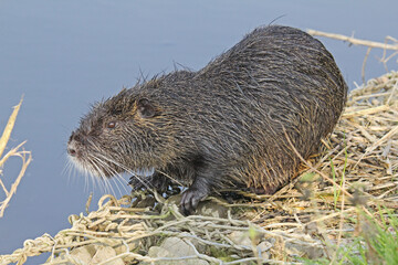 nutria (myocastor coypus)