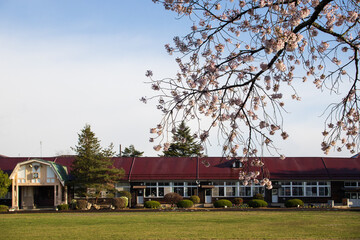 小学校と桜