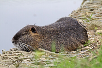 nutria (myocastor coypus); siesta