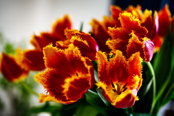 Fototapeta premium Piękny bukiet kwiatów