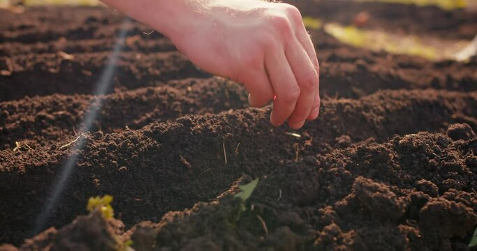 Farmer hands planting for planting seeds in fertile soil, extremely close-up shot