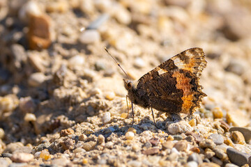 Schmetterling sitzt im Sand an der Donau im Frühling