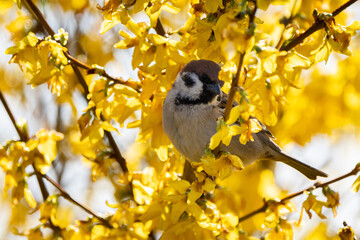 Sperling / Spatz sitzt in einem Baum voller gelber Blüten