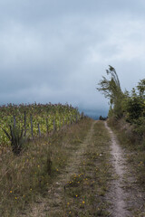 Obraz premium Country road with corn plantation and cloudy skies