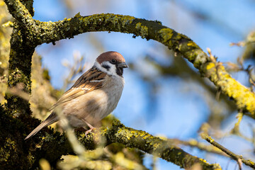 Sperling / Spatz sitzt in einem Baum