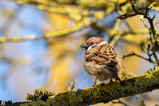 Sperling / Spatz sitzt in einem Baum