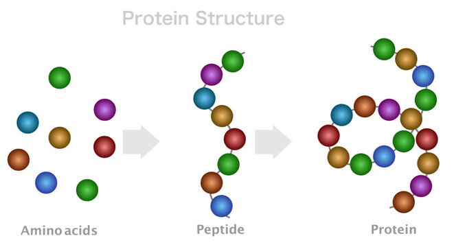 Protein structure, amino acids, peptide chain, polypeptide. DNA formation, protein compound digestion. Primary, secondary bonds. Contrast color, illustration Vector