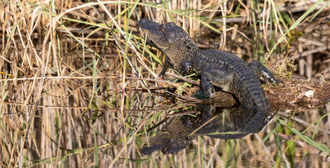 Young American Alligator