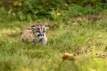 Cougar Kitten (Puma concolor) Steps Forward Ears Down Autumn