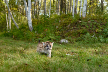 Cougar Kitten (Puma concolor) Trots Forward From Birch Forest Autumn