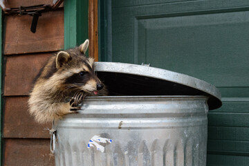 Raccoon (Procyon lotor) In Trash Can Looks Right Tongue Out © hkuchera