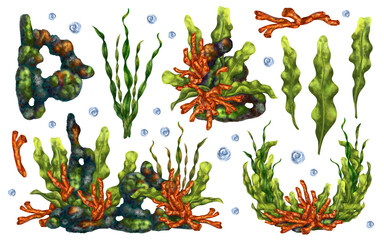A set of marine elements and compositions of tropical fish, corals, algae and stones. Underwater world, digital illustration. For design, packaging, printing, posters, postcards, textile souvenirs