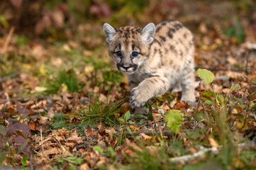 Naklejka na ściany i meble Cougar Kitten (Puma concolor) Walks Along Ground Front Paw Up Autumn