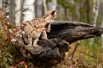 Two Cougar Kittens (Puma concolor) Look Right From Atop Log Autumn