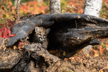 Cougar Kitten (Puma concolor) Crawls Out of Log Autumn