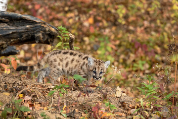 Naklejka na ściany i meble Cougar Kitten (Puma concolor) Blends In While Walking Along Ground Autumn
