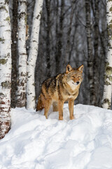 Coyote (Canis latrans) Stands in Birch Forest in Light Snowfall Winter