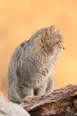 Euopean wildcat - felis silvestris silvestris - Gato montés europeo