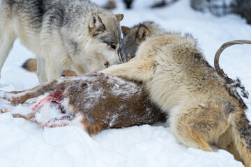 Wolf (Canis lupus) Jumps Atop Deer to Defend It From Pack Winter