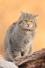 Naklejka na ściany i meble Euopean wildcat - felis silvestris silvestris - Gato montés europeo