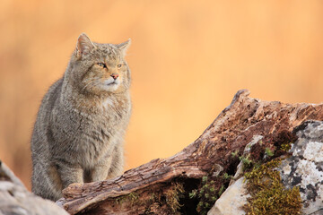 Euopean wildcat - felis silvestris silvestris - Gato montés europeo