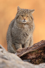 Euopean wildcat - felis silvestris silvestris - Gato mont&eacute;s europeo